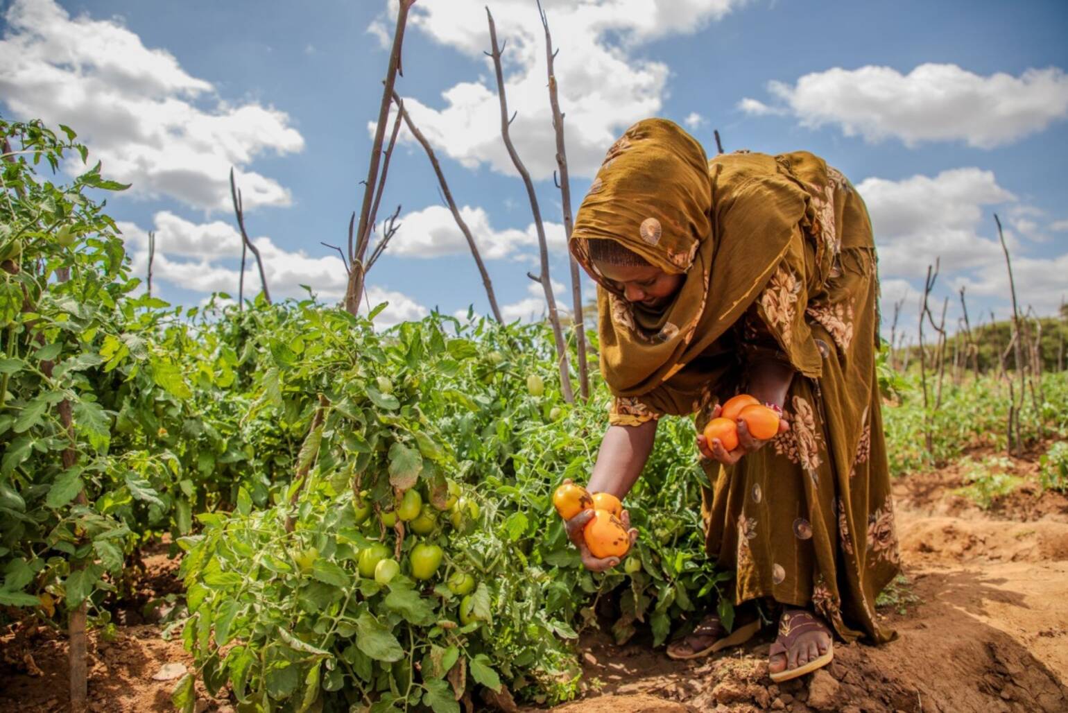 Eine Frau erntet Tomaten. Eine Frau erntet Tomaten.