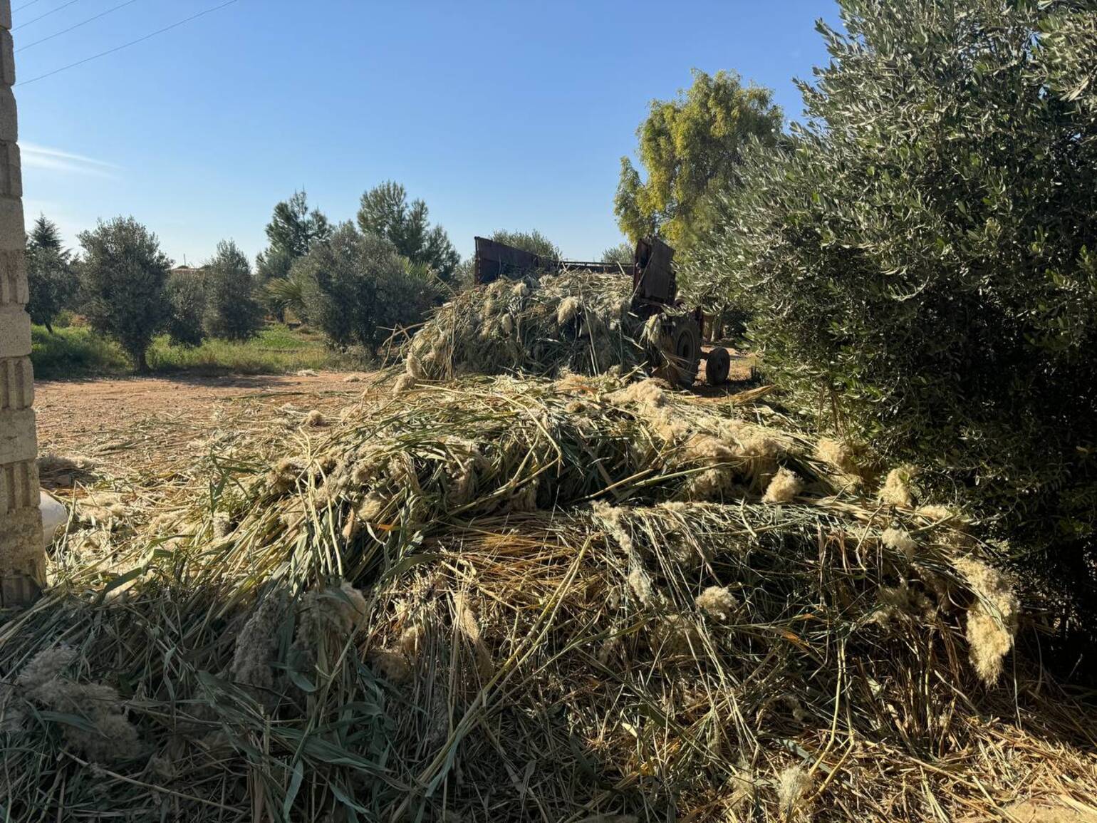 Das invasive Riesenschilf wächst schnell und schädigt den Boden. Das invasive Riesenschilf wächst schnell und schädigt den Boden und die Infrastruktur in Syrien.