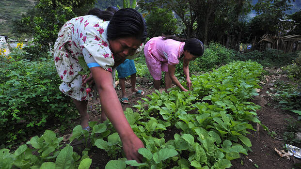 Frauen arbeiten auf einem Feld in Guatemala.