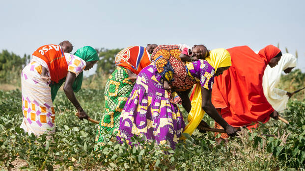 Frauen in Nigeria arbeiten auf dem Feld.