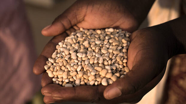 Hände mit Saatgut in Burkina Faso.