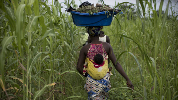 Frau geht durch Feld und transportiert Lebensmittel auf dem Kopf. 