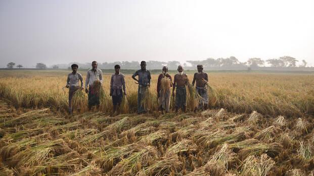 Männer aus Bangladesch auf einem Getreidefeld