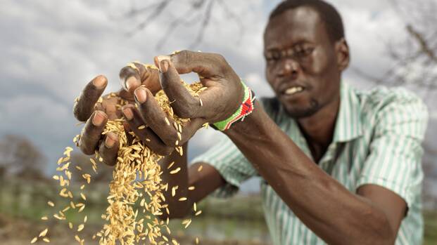 Ein Mann aus dem SÃ¼dsudan lÃ¤sst frischen, selbst angebauten Reis durch seine Finger rinnen.