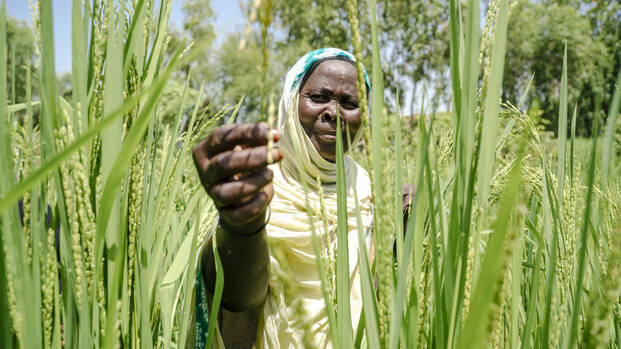 Eine Frau aus Mauretanien steht in einem Feld eines gemeinschaftlichen Gartenprojekts und sieht sich eine Ähre genauer an