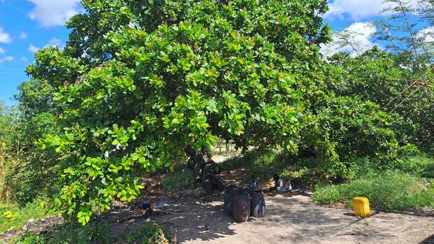 Die Gruppe von „Seeds of Hope“, zu Deutsch „Samen der Hoffnung“ sitzt im Schatten unter einem ausladenden Baum.