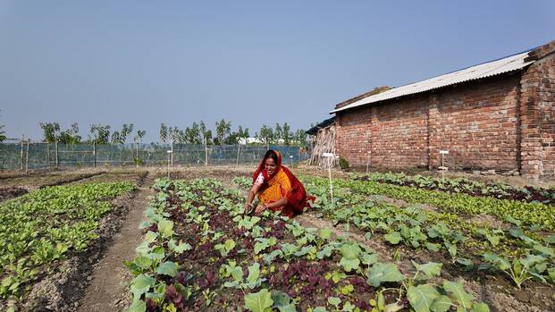 Eine Frau in Bangladesch bestellt das Feld.