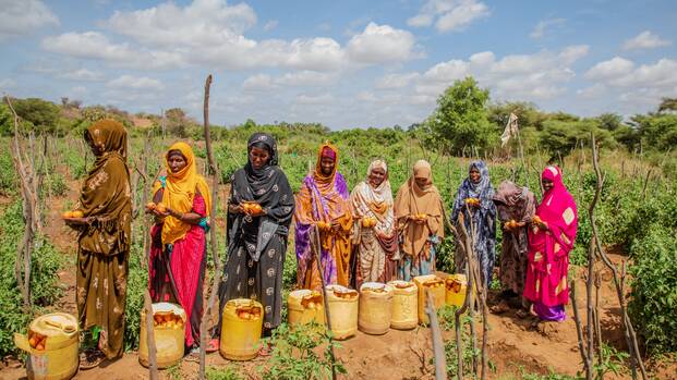 Frauen aus dem Dorf Malkadaka in Kenia betreiben Gartenbau und ernten Tomaten.