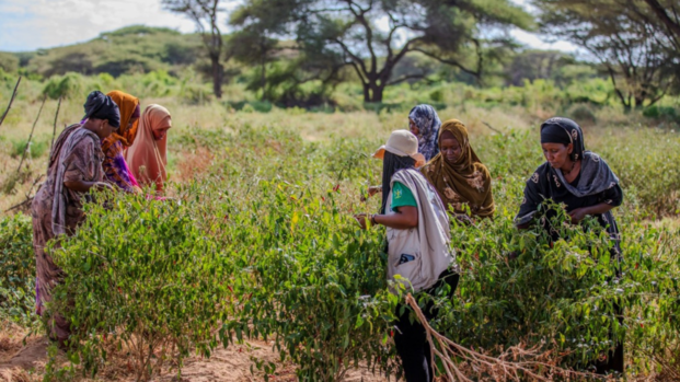Frauen aus der Gemeinschaft zeigen einer Mitarbeiterin von Aktion gegen den Hunger in Kenia den Erfolg ihres klimaresistenten Anbaus.