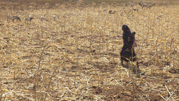 Eine Frau läuft mit ihrem Baby auf dem Rücken über ihre zerstörten Maisfelder in Äthiopien. Ihre Ernten fallen aufgrund des Klimawandels immer wieder aus. Eine Frau läuft mit ihrem Baby auf dem Rücken über ihre zerstörten Maisfelder in Äthiopien. Ihre Ernten fallen aufgrund des Klimawandels immer wieder aus.