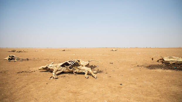 Ausgetrocknete Landschaft in Kenia mit dem Skelett eines verendeten Tieres als sichtbares Zeichen der anhaltenden Dürre.