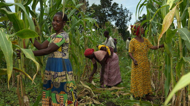 Frauen arbeiten in einem Maisfeld in Uganda