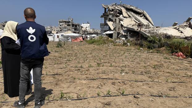 Eine von Aktion gegen den Hunger unterstützte Anbaufläche in Gaza vor kriegszerstörter Umgebung