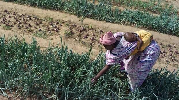 Frau in Uganda arbeitet auf dem Feld mit Kind auf dem Rücken.