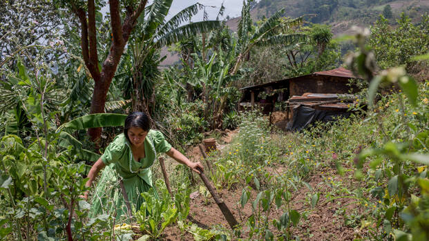 Frau bei der Feldarbeit in Guatemala